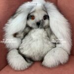 Заяц коллекционный