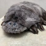 Интерьерная игрушка